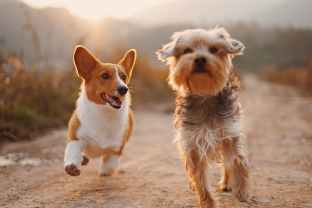 Pet products designed for everyday life
